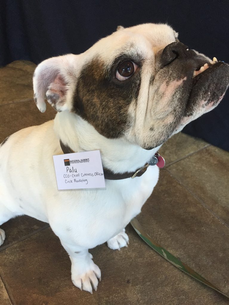 Palu the Bulldog - Chief Cuteness Officer